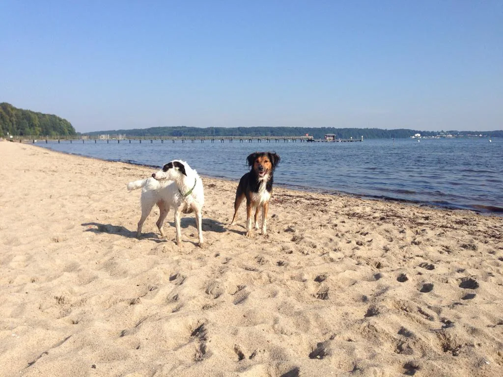 Ferienhaus Kroatien mit Hund buchen